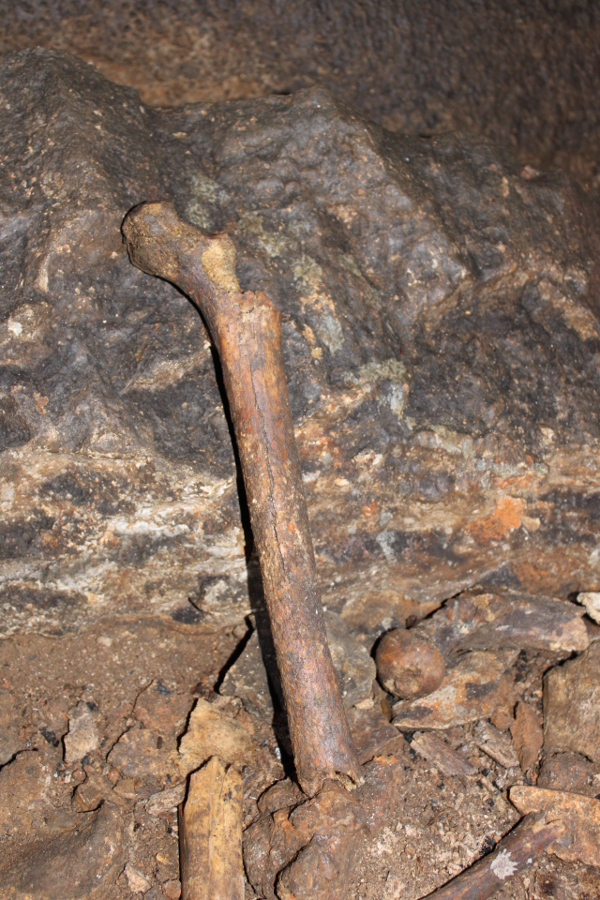 Jedna od većih potkoljeničnih kosti čiju tajnu čuva Bidrilova špilja (Foto: Noa Majetić)