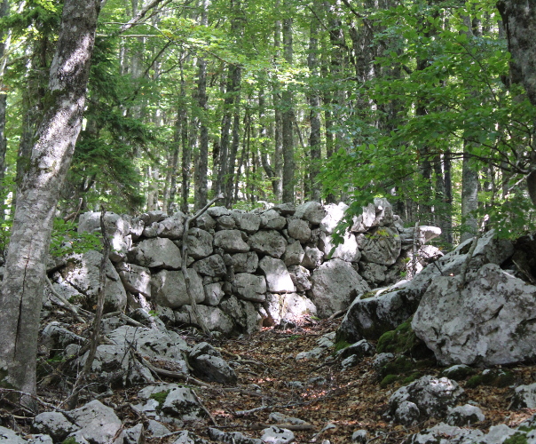 Velebni ostaci prastarog naselja podno najviših kukova Sjevernog Velebita skriveni su u stoljetnoj bukovoj šumi (Foto: Goran Majetić)