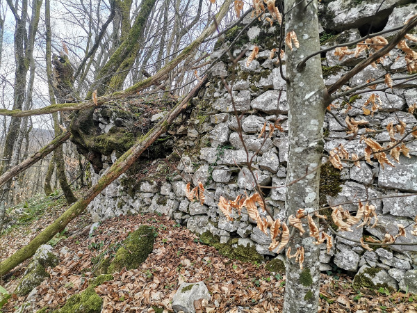 Na Skradu su mjestimično vidljivi znatni ostaci obrambenih zidova, no još bar polovica njihove visine skrivena je od pogleda pod naslagama obrušenog kamenja i humusa (Foto: Tomislav Beronić)