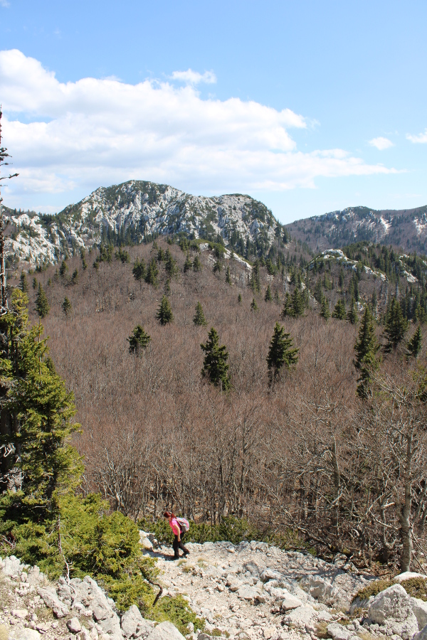 Pogled na zaravan Crikvine, podno vrha Crikvene, obraslu bukovom šumom i rijetkim stablima crnogorice (Foto: Goran Majetić)