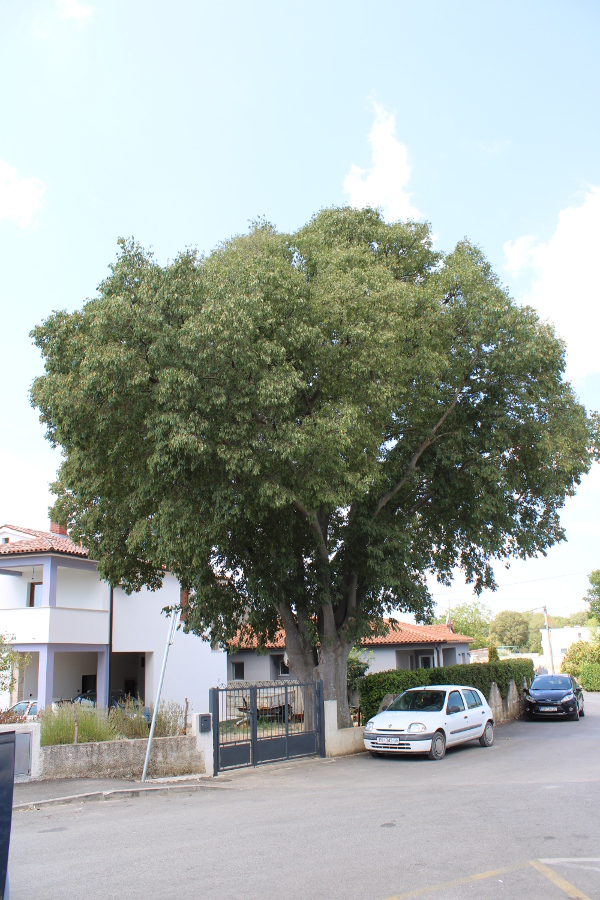 Jedno od stabala ladonje u središtu Loborike;  stablo koje je znamen Istre može doživjeti i do tisuću godina (Foto: Goran Majetić)