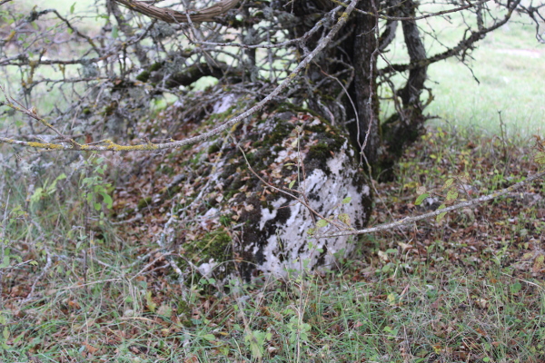 Jedan od pozamašnijih stećaka, nagnut i djelomično utonuo u zemlju te sakriven granama obližnjeg stabla (Foto: Goran Majetić)