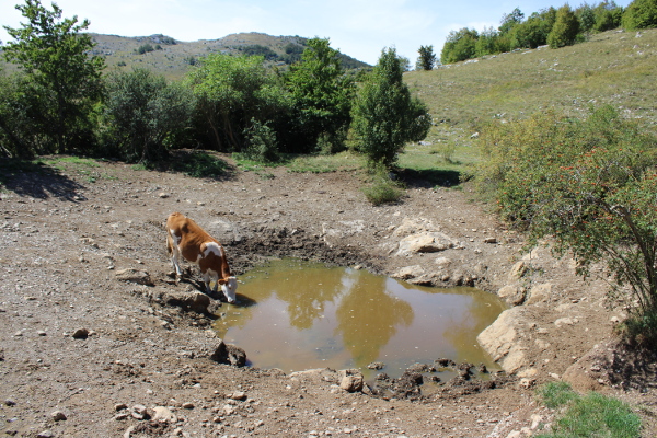 Lokva na položaju ”Smiljanić(a) bunara” u doba izrazite suše (Foto: Goran Majetić)