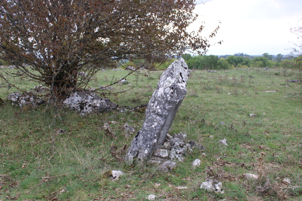 Najveća okomito ukopana kamena nadgrobnica na Crkvini podno brijega Stražbenica kod sela Vrebac (Foto: Goran Majetić, 2022.)