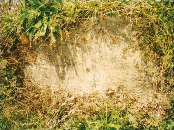 Petroglif u obliku ribe iz zaselka Bobići na području sela Mlakva. (Izvor: ”Godišnjak zaštite spomenika kulture Hrvatske” (Hrvoje Malinar ”Nađeni petroglifi u kanjonu rijeke Like”), 2007-2008.)