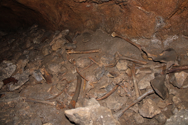 Veće sačuvane kosti potječu od ljudi visokih oko 170-185 centimetara, no moguće je da su najveći primjerci odavno odnešeni iz Bidrilove špilje (Foto: Noa Majetić)