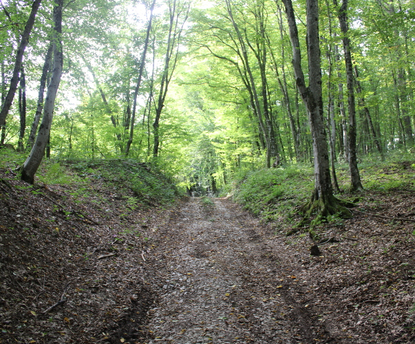 Šumskim putom kojeg vidite na fotografiji nekoć se pružala dionica prvobitne povijesne ceste Karoline (Foto: Goran Majetić)