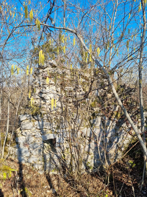 Na vrhu glavice obrasle gustim raslinjem zamjetni su ruševni ostaci zidova glavne kule Kremena (Foto: Tomislav Beronić)
