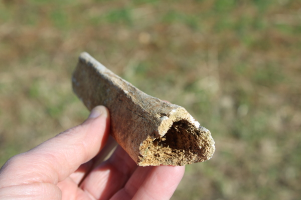 Kosti su pronađene na površini zemlje, u gomilici kamenja izmještenog s oranice (Foto: Goran Majetić)