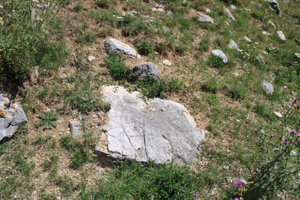 Ulomak jedne od nadgrobnih ploča otkopane, uništene i odbačene pri građevinskim radovima provedenim, bez nadzora arheologa (i)li konzervatora, 2015. godine (Foto: Goran Majetić)