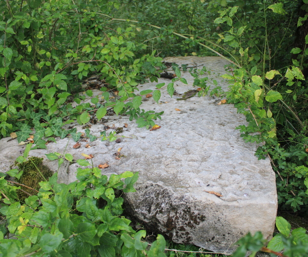 Na vrlo veliku kamenu ploču u Bjeljevinama ukazala je profesorica Manja Kostelac Gomerčić iz Otočca (Foto: Goran Majetić)