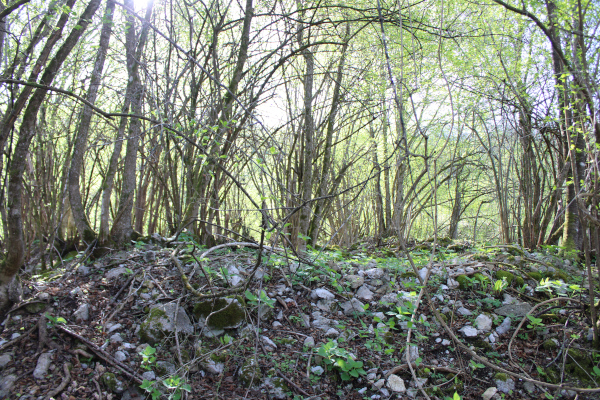 Ogromna količina urušenih građevinskih ulomaka i humus sakrivaju preostatke zidova u visini i do dva metra (Foto: Goran Majetić)