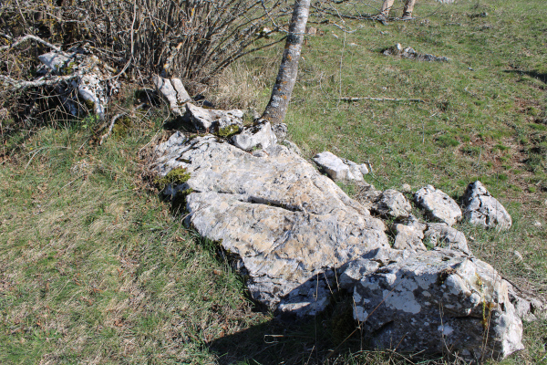 Novootkriveni polegnuti pločasti stećak u suhozidnoj ogradi oko 50-ak metara zapadno od Crkvine (Foto: Goran Majetić)