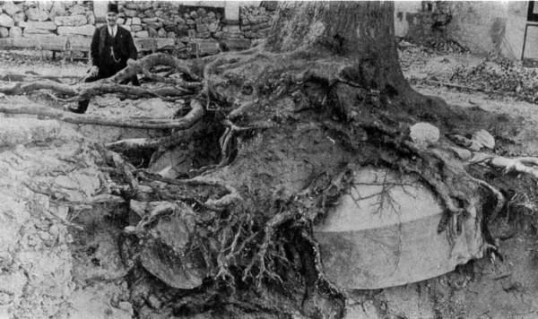 Ogroman poklopac sarkofaga cilindričnog oblika ispod drevne platane u dvorištu Starog saraja nedaleko bivše crkve Svete Irene u Istambulu, iskopan 1916. godine (Izvor: Bob  Atchison - My world of Byzantium (https://www.pallasweb.com/deesis/))